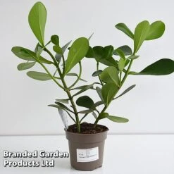 Clusia Rosea 'Princess' -Edible Flowers Sales Store CLUS PRINC12CM T44740