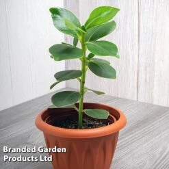 Clusia Rosea 'Princess' -Edible Flowers Sales Store CLUS PRINCESS WKF1162