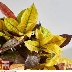 Codiaeum Variegatum Var. Pictum 'Mrs Iceton' -Edible Flowers Sales Store CODI 2880 A1