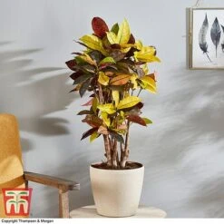 Codiaeum Variegatum Var. Pictum 'Mrs Iceton' -Edible Flowers Sales Store CODI 2880 A3