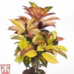 Codiaeum Variegatum Var. Pictum 'Mrs Iceton' -Edible Flowers Sales Store CODI TKA2880 A