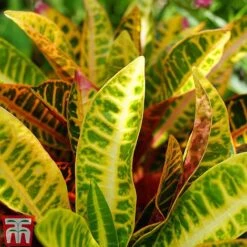 Codiaeum Variegatum Var. Pictum 'Mrs Iceton' -Edible Flowers Sales Store CODI TKA2880 C