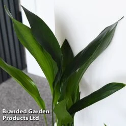 Almost Unkillable Houseplant Collection 11 Almost Unkillable Houseplant Collection -Edible Flowers Sales Store COLL UNKILLABL T43979