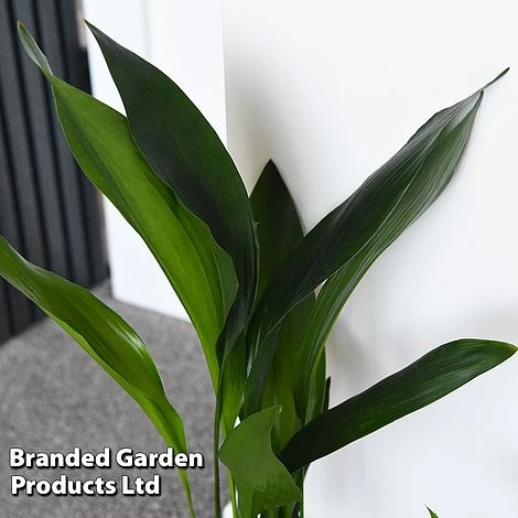 Almost Unkillable Houseplant Collection 5 Almost Unkillable Houseplant Collection - Image 5