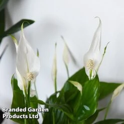 Almost Unkillable Houseplant Collection 12 Almost Unkillable Houseplant Collection -Edible Flowers Sales Store COLL UNKILLABL T43981