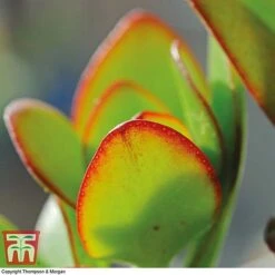 Crassula Ovata -Edible Flowers Sales Store CRAS KB2121 C