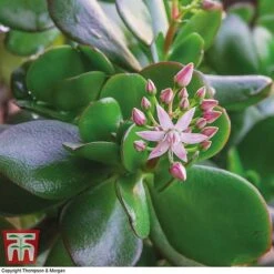 Crassula Ovata -Edible Flowers Sales Store CRAS KB2121 D
