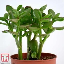 Crassula Ovata -Edible Flowers Sales Store CRAS KB2121 G