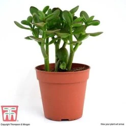 Crassula Ovata -Edible Flowers Sales Store CRAS KB2121 H