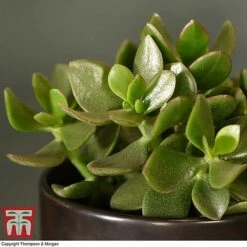 Crassula Ovata 'Hulk' -Edible Flowers Sales Store CRAS KB3774 C