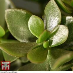 Crassula Ovata 'Hulk' -Edible Flowers Sales Store CRAS KB3774 D