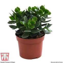 Crassula Ovata 'Hulk' -Edible Flowers Sales Store CRAS KB3774 E