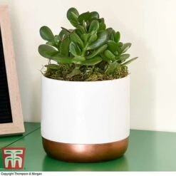 Crassula Ovata 'Hulk' -Edible Flowers Sales Store CRAS KB3774 F