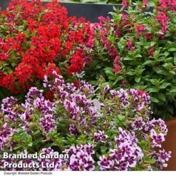 Cuphea 'Sweet Talk Collection' -Edible Flowers Sales Store CUPH SWEETTALK T41802