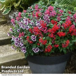 Cuphea 'Sweet Talk Collection' -Edible Flowers Sales Store CUPH SWEETTALK T51694