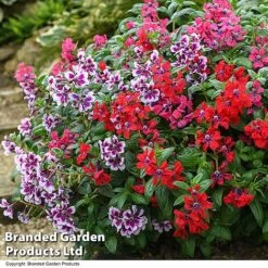 Cuphea 'Sweet Talk Collection' -Edible Flowers Sales Store CUPH SWEETTALK T51697