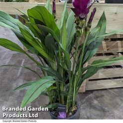 Curcuma 'Skyline' -Edible Flowers Sales Store CURC SKYLINE T50574