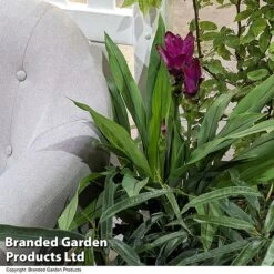 Curcuma 'Skyline' -Edible Flowers Sales Store CURC SKYLINE T50577