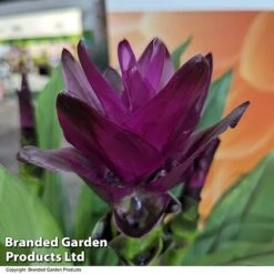 Curcuma 'Skyline' -Edible Flowers Sales Store CURC SKYLINE T50580