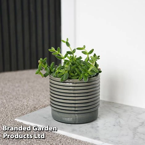 Delosperma Echinatum 8 Delosperma Echinatum -Edible Flowers Sales Store DELO ECHINATUM T45111F