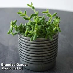 Delosperma Echinatum -Edible Flowers Sales Store DELO ECHINATUM T45116A