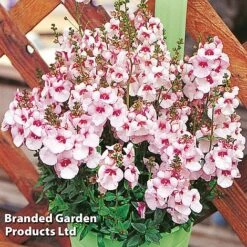 Diascia 'Divara Collection' -Edible Flowers Sales Store DIAS DIVBLUSH S45555
