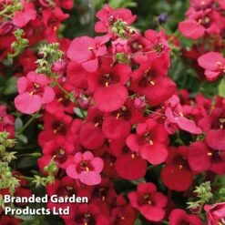 Diascia 'Divara Collection' -Edible Flowers Sales Store DIAS DIVDEEPRE S45558