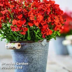 Diascia 'Divara Collection' -Edible Flowers Sales Store DIAS DIVORANGE S45559