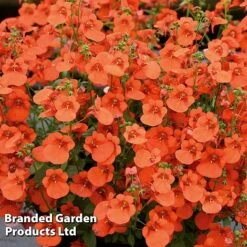 Diascia 'Divara Collection' -Edible Flowers Sales Store DIAS DIVORANGE S45560