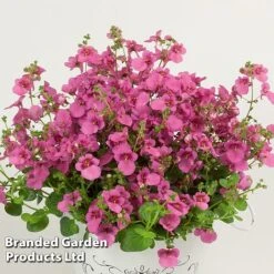 Diascia 'Divara Collection' -Edible Flowers Sales Store DIAS DIVPINK S45561