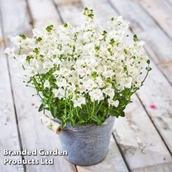 Diascia 'Divara Collection' -Edible Flowers Sales Store DIAS DIVWHITE S45556