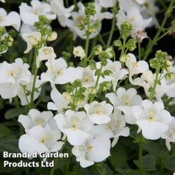 Diascia 'Divara Collection' -Edible Flowers Sales Store DIAS DIVWHITE S45557