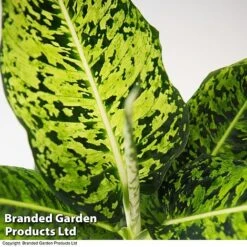 Dieffenbachia 'Reflector' -Edible Flowers Sales Store DIEF MACREFLEC T33674
