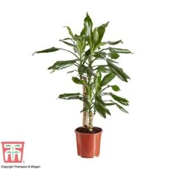 Dracaena Fragrans (House Plant) -Edible Flowers Sales Store DRAC 2898 A1