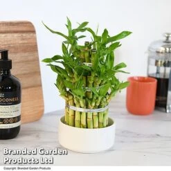 Dracaena Sanderiana 'Lucky Bamboo' -Edible Flowers Sales Store DRAC SANDE12CM T48324