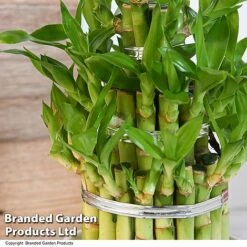 Dracaena Sanderiana 'Lucky Bamboo' -Edible Flowers Sales Store DRAC SANDE12CM T48326