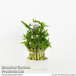 Dracaena Sanderiana 'Lucky Bamboo' -Edible Flowers Sales Store DRAC SANDE12CM T48327
