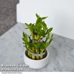 Dracaena Sanderiana 'Lucky Bamboo' -Edible Flowers Sales Store DRAC SANDERIAN T47329