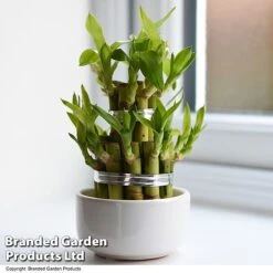 Dracaena Sanderiana 'Lucky Bamboo' -Edible Flowers Sales Store DRAC SANDERIAN T47330