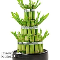 Dracaena Sanderiana 'Lucky Bamboo' -Edible Flowers Sales Store DRAC SANDERIAN W45408