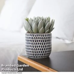 Echeveria 'Miranda Glow In The Dark' -Edible Flowers Sales Store ECHE GLOWDARK T49085