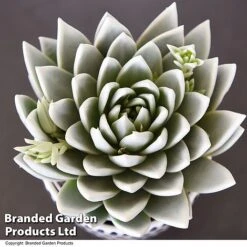 Echeveria 'Miranda Glow In The Dark' -Edible Flowers Sales Store ECHE GLOWDARK T49086
