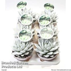 Echeveria 'Miranda Glow In The Dark' -Edible Flowers Sales Store ECHE MIRAN12CM S48425