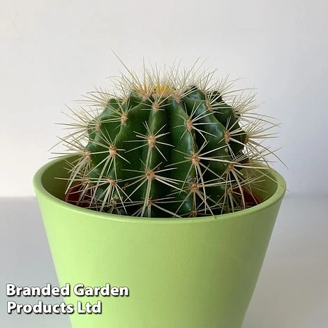 Echinocactus Grusonii -Edible Flowers Sales Store ECHI GRUSONII W46823