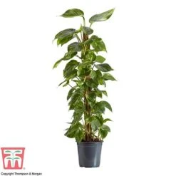 Epipremnum Aureum -Edible Flowers Sales Store EPIP TKA2906 AA