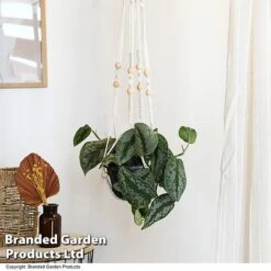 Epipremnum Mixed -Edible Flowers Sales Store EPIP MIXED T48069