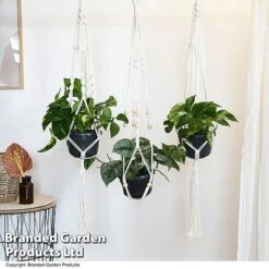 Epipremnum Mixed -Edible Flowers Sales Store EPIP MIXED T48072