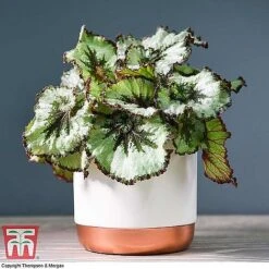 Begonia Rex Trio - Gift -Edible Flowers Sales Store ESCA WKB4887 A11