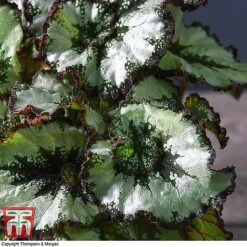 Begonia Rex Trio - Gift -Edible Flowers Sales Store ESCA WKB4887 B11