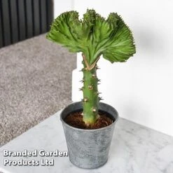 Euphorbia Lactea 'Cristata' 18 Euphorbia Lactea 'Cristata' -Edible Flowers Sales Store EUPH LACTE10CM D